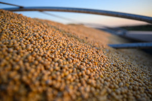 Study: Soybean oil for biofuels has little impact on food prices | Feed & Grain News