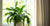 Natural and economical way to stop mould and condensation hitting your home and health - Hull Live