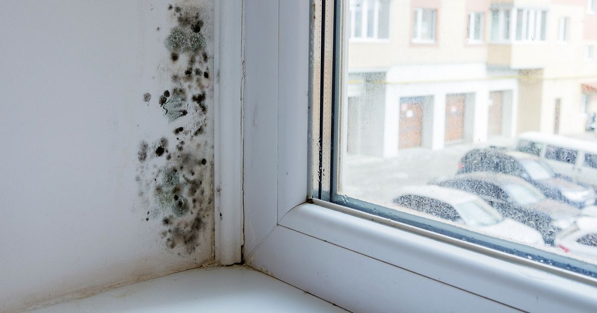 What causes mould, how it affects your health and how to prevent it - Birmingham Live