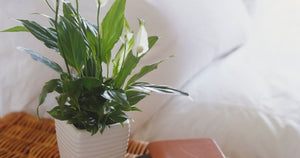 Four pretty houseplants that can keep mould and damp out of your home this winter - Mirror Online