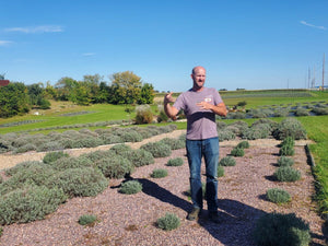 Lavender: Great For Bath And Kitchen - Mid-West Farm Report
