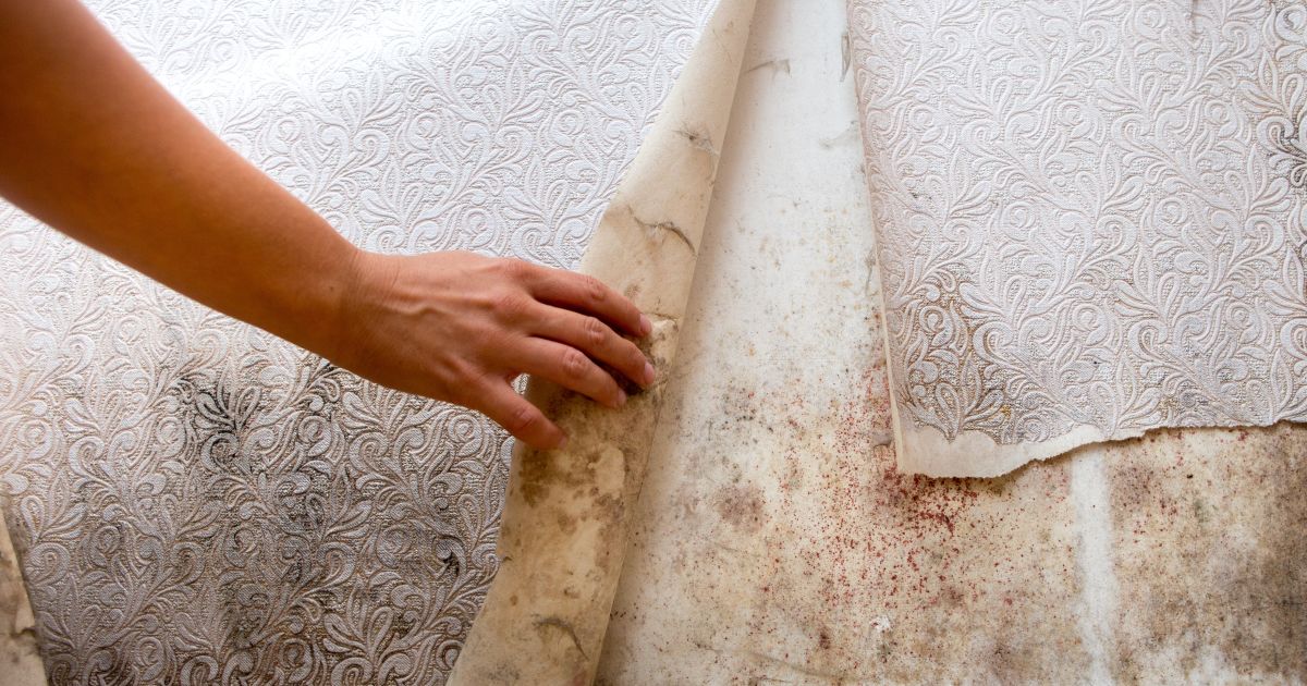 Community centre plans for building abandoned after toxic mould found | RNZ News