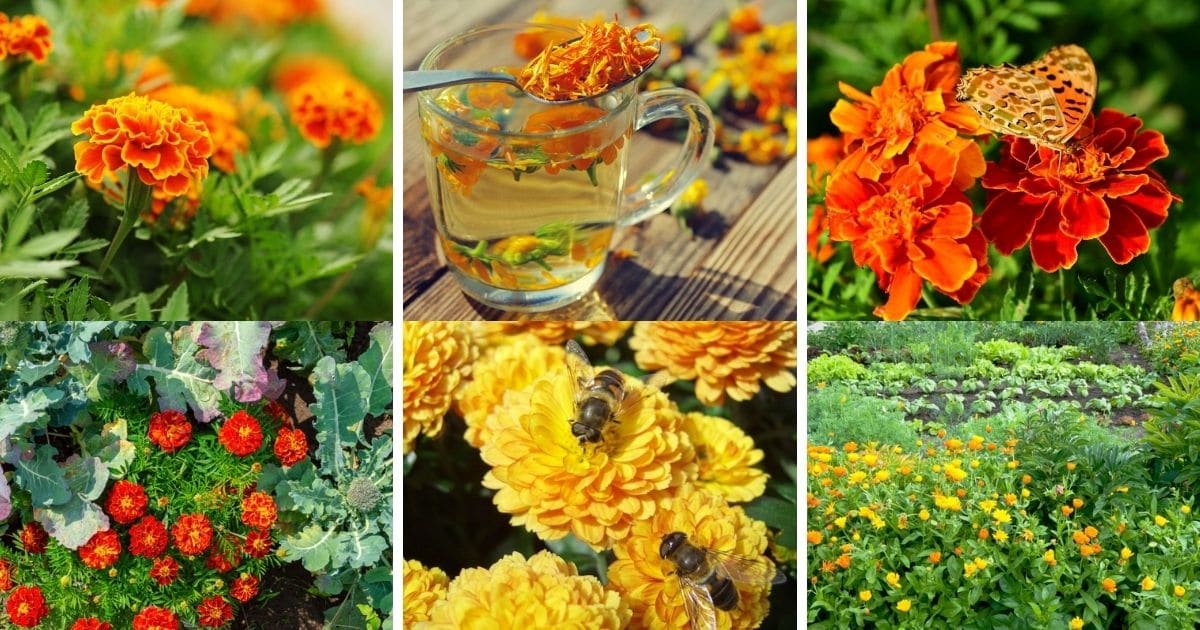 12 Reasons Why Marigolds Are The Best Flowers in Your Garden