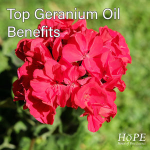 Top Geranium Oil Benefits