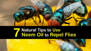 How to Deter Flies with Neem Oil - Easy Ways to Repel Flies
