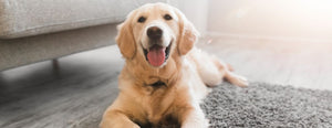 5 Pet-Friendly House Cleaning Tips - Windermere Real Estate