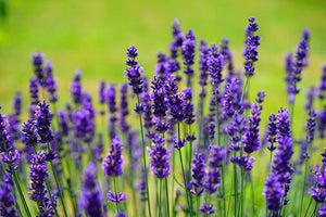 Farmers from J&K and north-eastern states  get 4 lakhs lavender plants, training of its cultivation