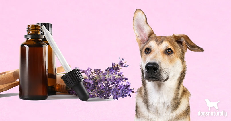 Is Lavender Safe For Dogs? - Dogs Naturally