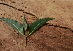 Neem: An Ayurvedic Botanical for Inner & Outer Beauty
| Maharishi AyurVeda