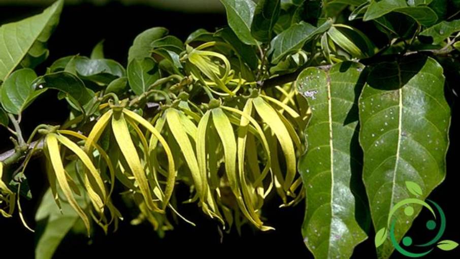 Ylang Ylang Essential Oil &#8211; Uses and Properties