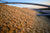 Study: Soybean oil for biofuels has little impact on food prices | Feed & Grain News