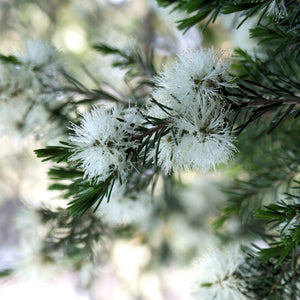 Australian Tea Tree (Melaleuca alternifolia)