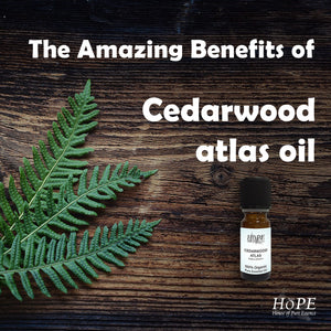 House of Pure Essence The Amazing Benefits of Cedarwood Atlas Oil
