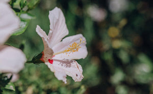 Ingredient Spotlight: Hibiscus Benefits for Skin | UpCircle - UpCircle Beauty