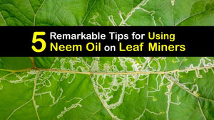 Kill Leaf Miners - Getting Rid of Leaf Miners with Neem Oil