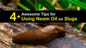 Get Rid of Slugs - Quick Tips for Killing Slugs with Neem Oil