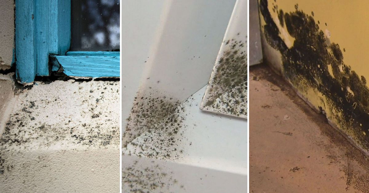 What you need to do when you find mould in your home