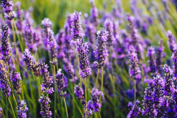 Lavender In Weed + Effects Of Smoking Weed