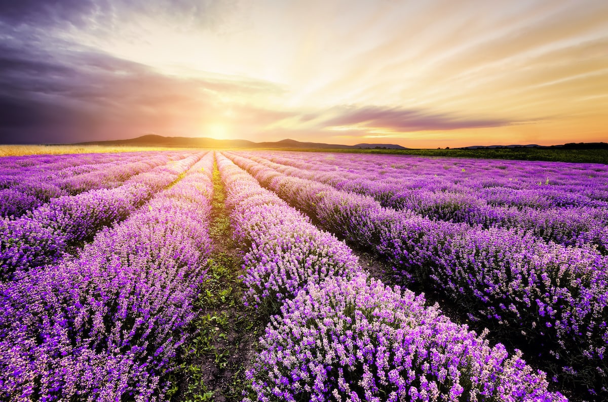 The Healing Powers and Uses of Lavender - Farmers' Almanac&#160;