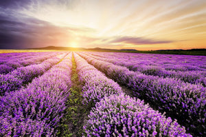 The Healing Powers and Uses of Lavender - Farmers' Almanac 