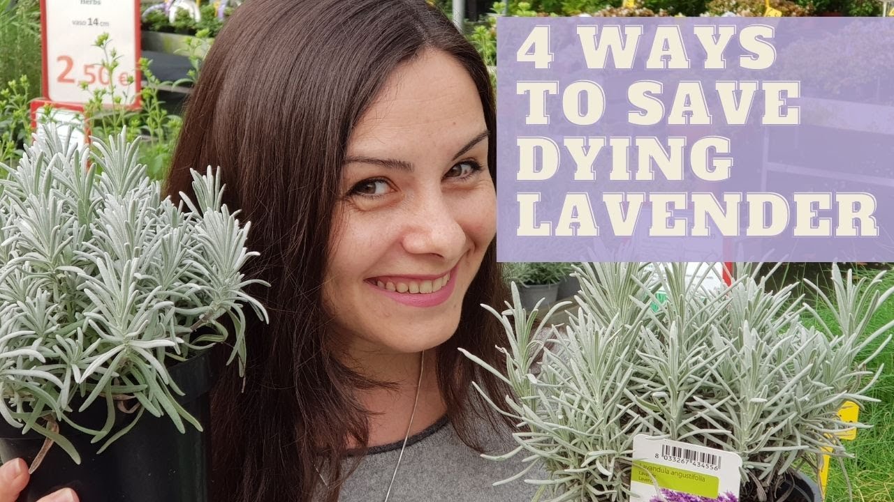 Why Is My Lavender Not Fragrant? Top Answer Update - Fitnessdriven.net
