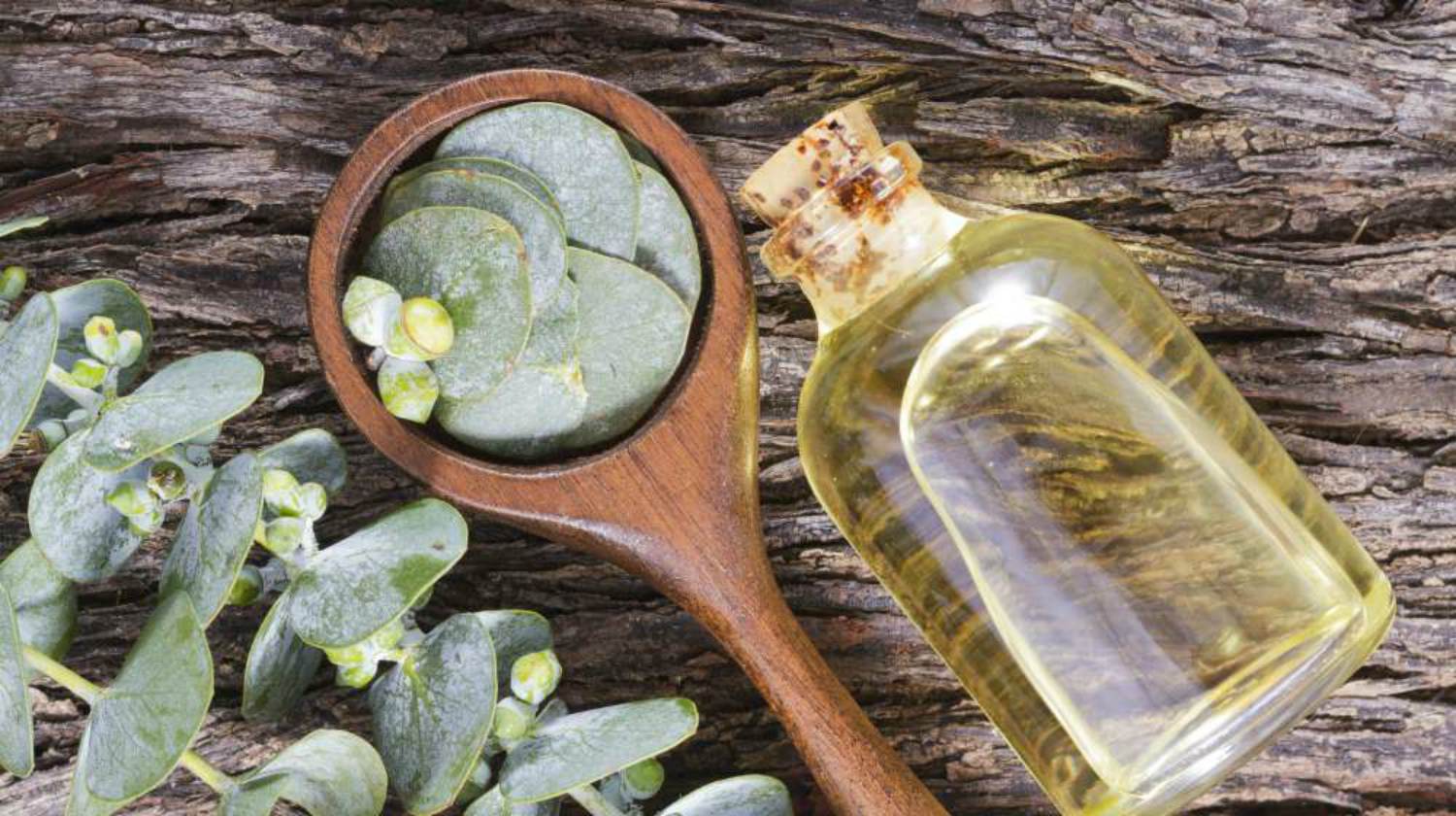Eucalyptus Oil Uses And Benefits Around The Homestead