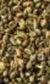 100% Organic Celery seed (Apium graveolens L.) Essential Oil, 5 mL
