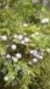 100% Organic Juniper (Juniperus Virginiana L.) Essential Oil, 10 mL