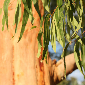 100% Organic Eucalyptus Radiata, Essential Oil, Pure - House of Pure Essence