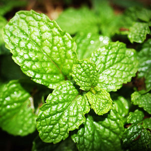 100% Organic Peppermint Essential Oil, Pure - House of Pure Essence